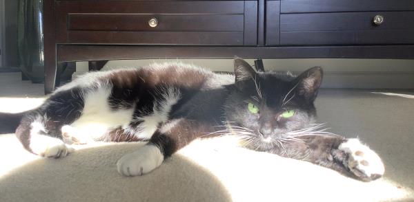 /Images/uploads/The Murphee and Sugar Angel Foundation/murpheeandsugar-pet-photo-contest-fundraiser/entries/27800thumb.jpg